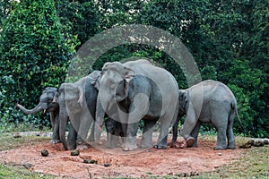Big family of Wild Elephant eating salt lick