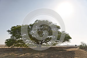 Big and famous Arak or Peelu tree from Thar desert