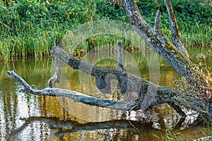 A big fancy tree over the river