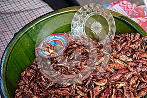 Big fat grasshoppers as traditional mexican delicacy of Oaxaca region