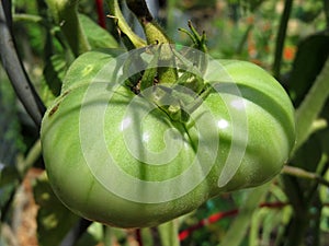 Il grande grasso verde pomodoro giardino 