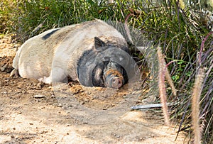 Big fat pig White black Sleep under the shade of trees