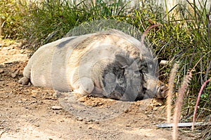 Big fat pig White black Sleep under the shade of trees