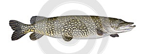 Big fat pike fish isolated on white. Monster muskellunge fishing