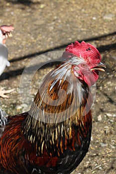 Big fat red rooster walking around the farm. This unhappy glances around.