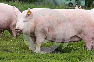 Big fat sow pig graze on summer pasture