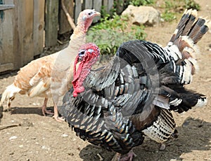 big fat turkey with red protuberance called wattle or dewlap on