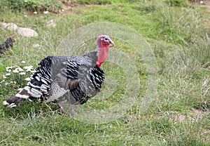 big fat turkey with red wattle also called dewlap on his throat