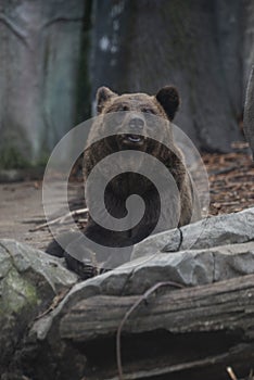 Big fearsome fluffy bear furry