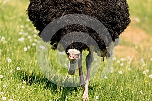 Big feet of the Common Ostrich, Struthio camelus, big male bird walking towards camera with low head