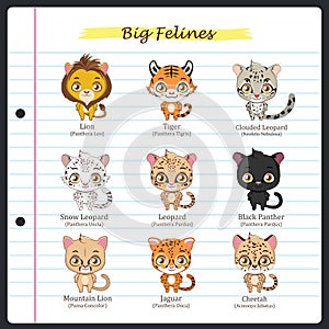 Big feline illustrations with regular and scientific names