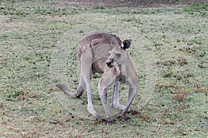A Male Kangaroo Eating at Coombabah photo