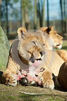 Big female African lion eating