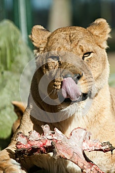 Big female African lion eating