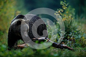 Velká samice medvěda hnědého krmení před zimou. Slovensko hora Malá Fatra. Večer v zeleném lese. Nebezpečí zvíře, žlutý podzim