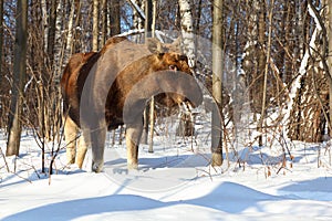 Big female of elk in woods at winter