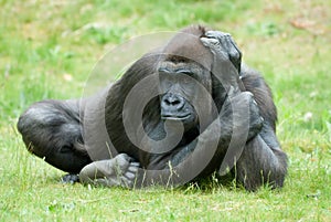 Big female gorilla