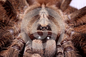 Big female of ivory-billed ornamental Tarantula or montane tiger spider Tarantula Poecilotheria subfusca closeup