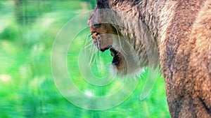 Big Female Lion Panthera leo Lioness