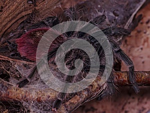 Big female of Peru Flame Rump Tarantula Thrixopelma ockerti