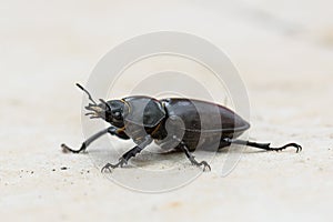 Big female stag beetle Lucanus cervus on terrace tiles