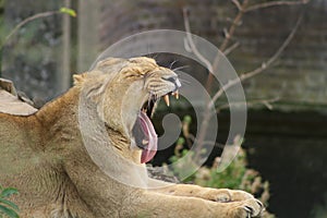 Big female yawning lion resting in a zoo cage on the blurred background