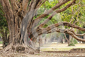 Big ficus tree