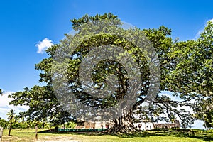 Big Ficus tree in front of the Garcia D\'Avila castle, in the Praia do Forte, Mata de Sao Joao, Bahia, Brazil photo