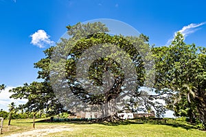 Big Ficus tree in front of the Garcia D\'Avila castle, in the Praia do Forte, Mata de Sao Joao, Bahia, Brazil photo