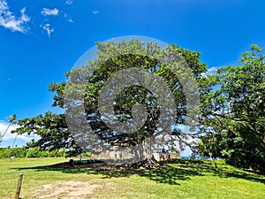 Big Ficus tree in front of the Garcia D\'Avila castle, in the Praia do Forte, Mata de Sao Joao, Bahia, Brazil photo
