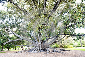 Big Ficus Tree, huge tree with many roots on ground, Perth, Austalia