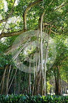 A big ficus tree in the John Ringling Museum, sarasota, FL