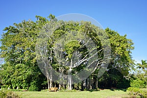 A big ficus tree in the John Ringling Museum, sarasota, FL