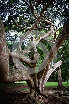 Big ficus tree in Sri Lanka