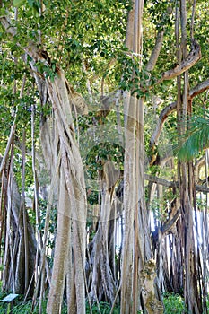 Big ficus trees in the John Ringling Museum, sarasota, FL