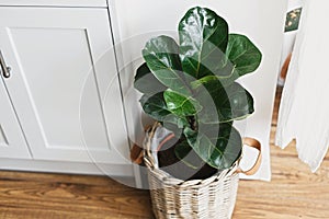 Big fiddle leaf fig tree in stylish modern pot near kitchen furniture. Ficus lyrata leaves, stylish plant on wooden floor in photo