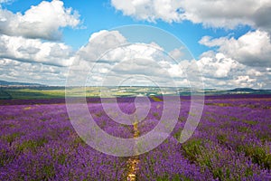 Big field of blooming lavender