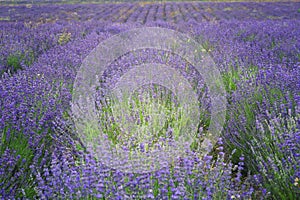 Big field of blooming lavender on a summer day