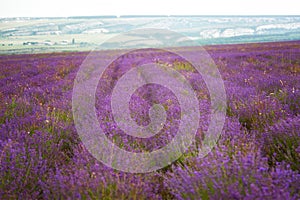 Big field of the blossoming lavender