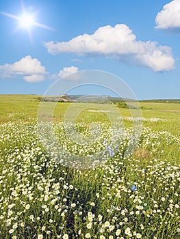 Big field of flowers on sunrise.