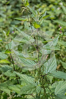 Big field of green nettles near the forest photo