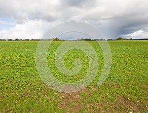 Big field and horizon line