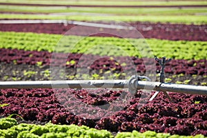 Big field with lettuce lollo rosso and lollo bionda with soil irrigation system photo