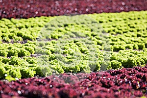 Big field with lettuce  - selective focus