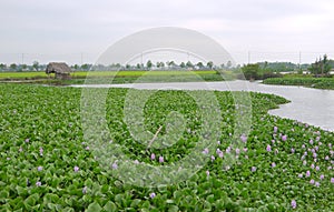 Big field of purple common water hyacinth with weathered straw hut