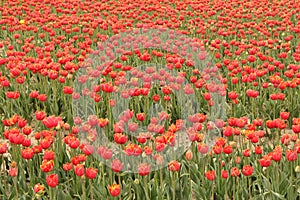 A big field with red tulips in holland in spring