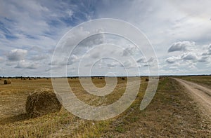 Big field with round sheaves of yellow straw after a crop harvest