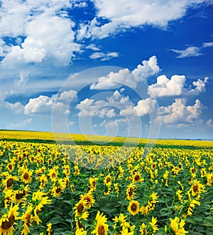 Big field of sunflowers