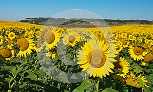 Big field of sunflowers.