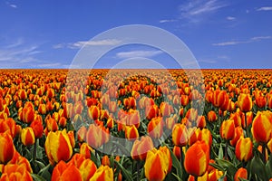 Big field of tulips and blue sky